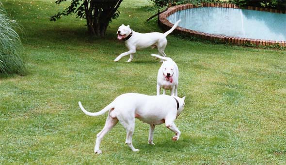 olka, moi et raptor au fonds du jardin !