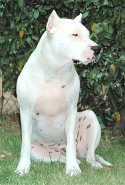 Bala 2 ans 1/2, non j'suis pas un pitt bull !!!