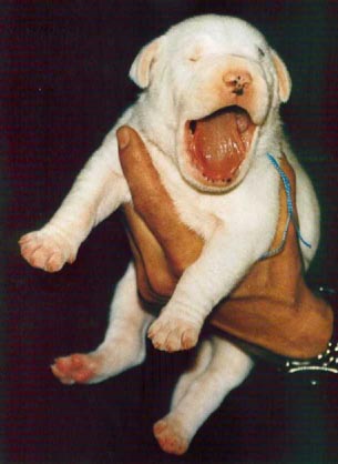 chiot 6 jours