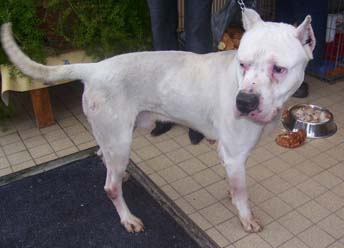 DOGO RETROUVE ETRANGLE ET SUSPENDU A UN ARBRE