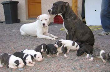 MERE DOGO PERE STAFF
