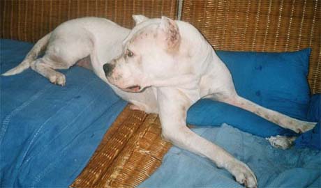 MAIKA 7ANS REPRODUCTRICE ELEVAGE ENFERMEE DANS LE NOIR EN BOX