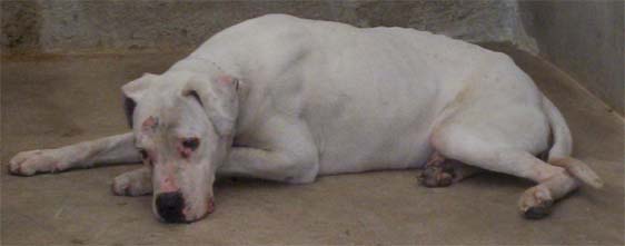 KAEL 6ANS ADOPTE PUIS MALTRAITE
