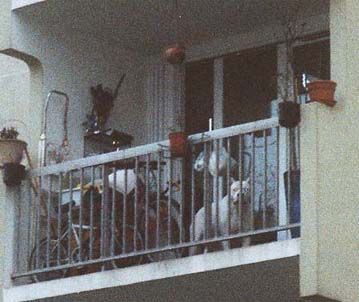 PATCHO 4 ANS VIVAIT SUR UN BALCON ET BATTU RETIRE PAR BAILA