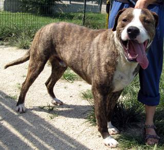 CROISE CANE CORSO