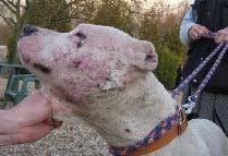 SANTON ADOPTE EN REFUGE PUIS MALTRAITE PAR SON ADOPTANT