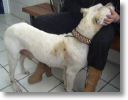 SIRKA BRULEE ET BATTUE PAR DES GITANS
