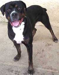 CROISE ROTTWEILER
