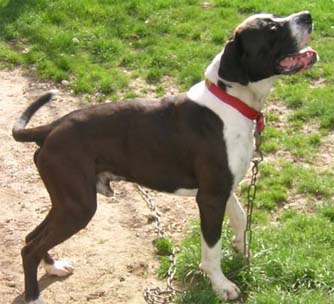 CROISE BOXER