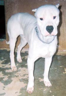 DARCO EUTHANASIE PAR SES ADOPTANTS