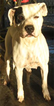 croise dogo staff kuma
