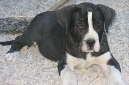 crois dogo can corso