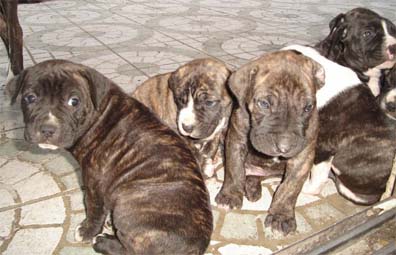 crois dogo can corso