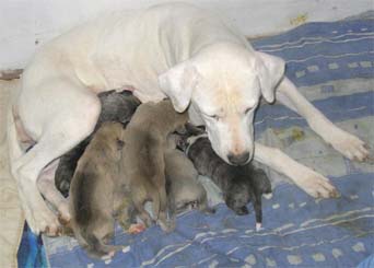 crois malinois dogo