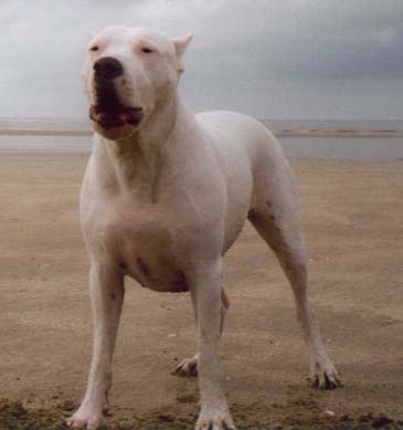Bala 1 an, que du muscle !!!