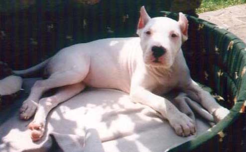 Bala 2 mois 1/2, est sont o mes belles oreilles de labrador !