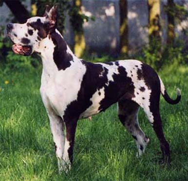 Dogue allemand Arlequin