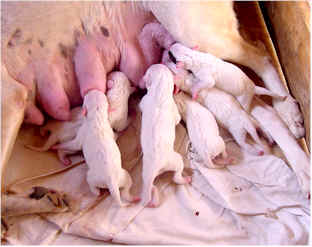 Chiots 6 jours