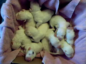 Chiots 6 jours