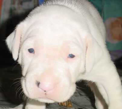 chiot 14 jours
