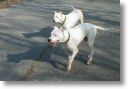 Paco mon frre 11 mois