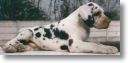 dogue allemand