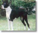 dogue allemand