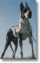 dogue allemand arlequin