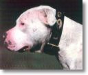 crois dogo/pit bull