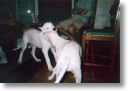 Bala & Paco son fre 4 mois