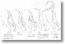 Source P. Vianini aux ditions de Vecchi