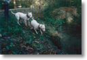 Bala et Paco 10 mois