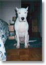 8 mois, quoi moi un dalmatien !