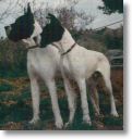 dogue allemand blanc