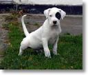 chiot 2 mois 