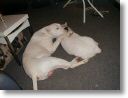 Paco 3 ans et maman