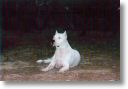 3 ans, moi j'suis un argentin et pas un dalmatien !